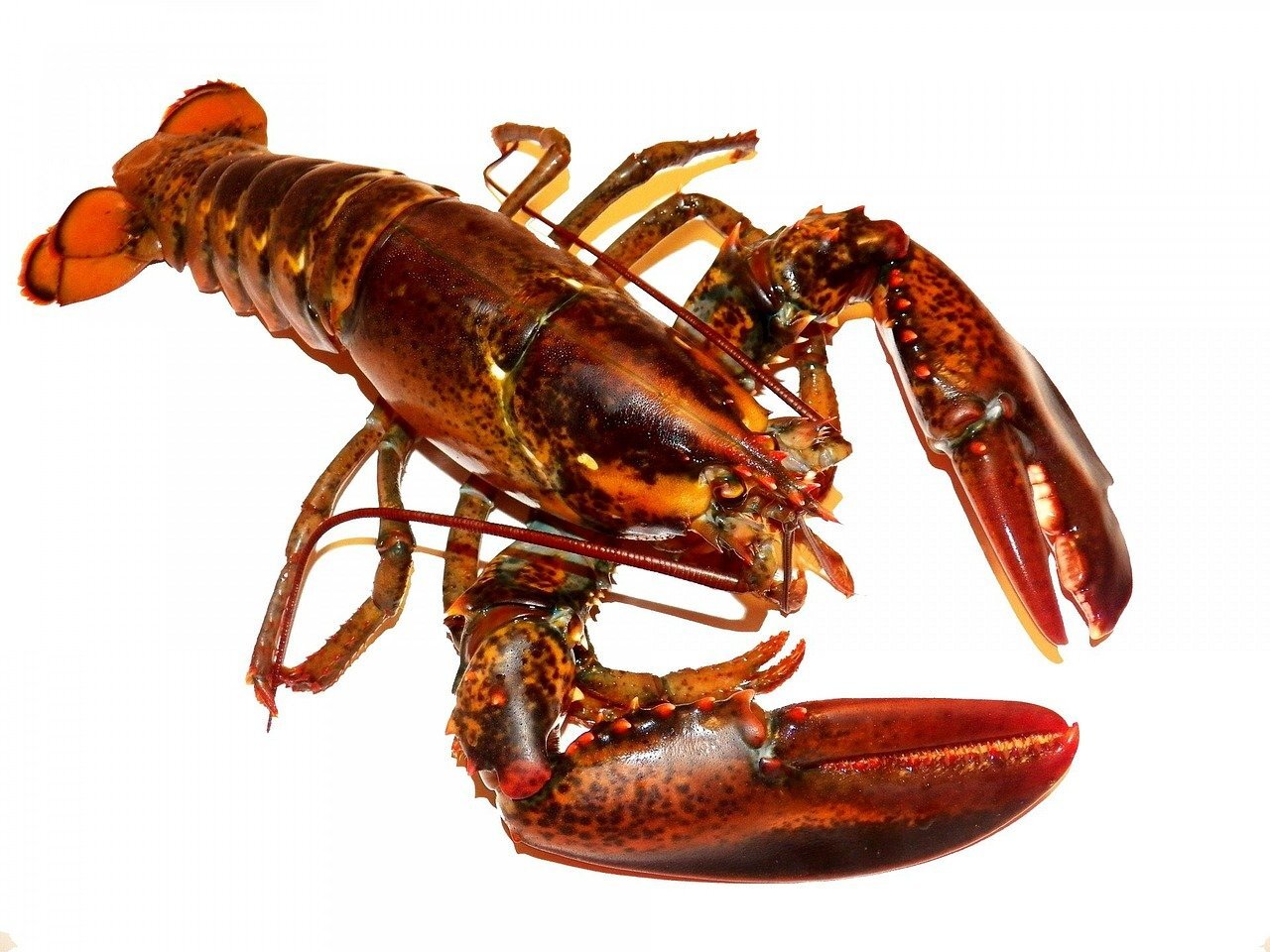 Captain Atlantic Fisheries — Nova Scotia Seafood Alliance